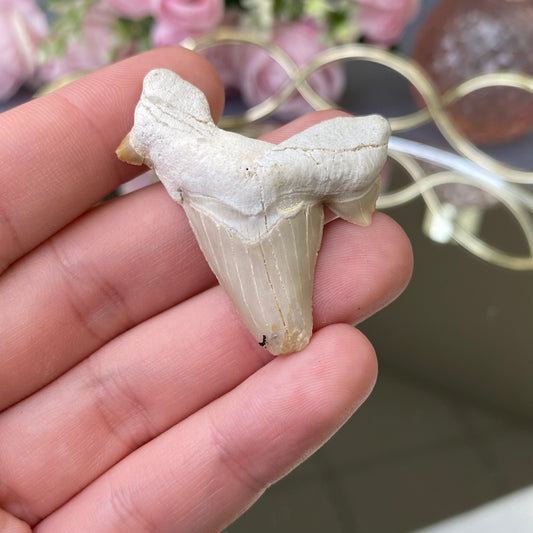 Natural Shark fossil tooth (size-M)